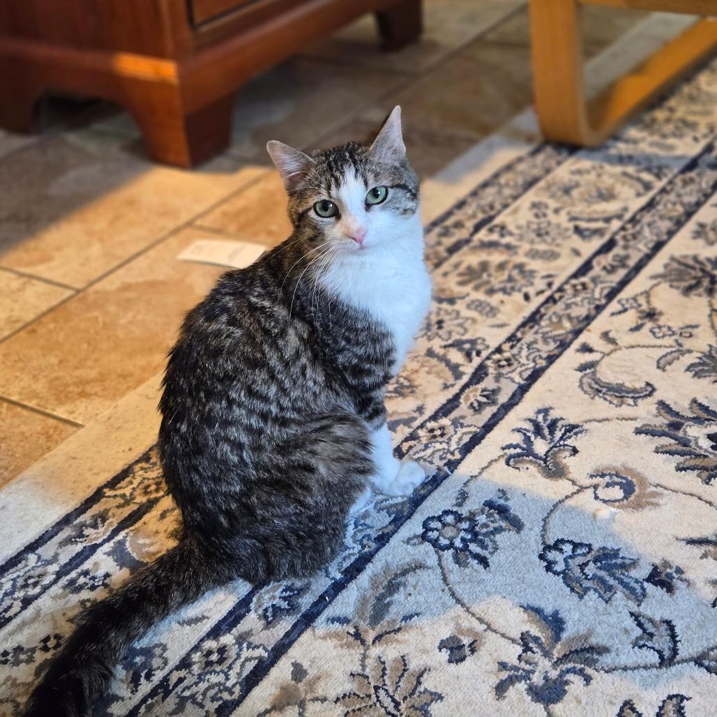 Gertrude, a Adoptable Domestic Short Hair in Grand Rapids, MN image 2/6