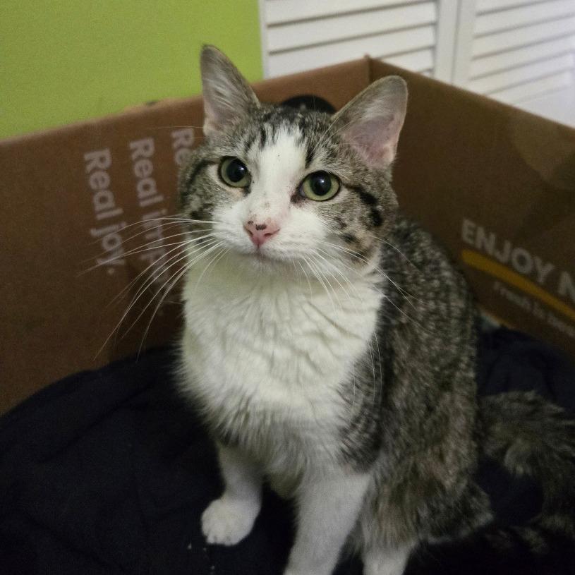 Gertrude, a Adoptable Domestic Short Hair in Grand Rapids, MN image 3/6