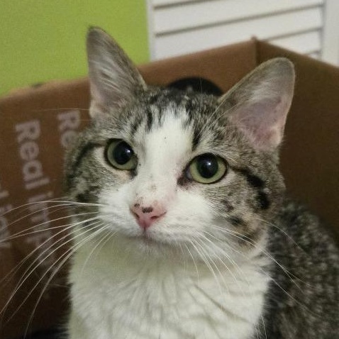 Gertrude, a Adoptable Domestic Short Hair in Grand Rapids, MN image 2/6