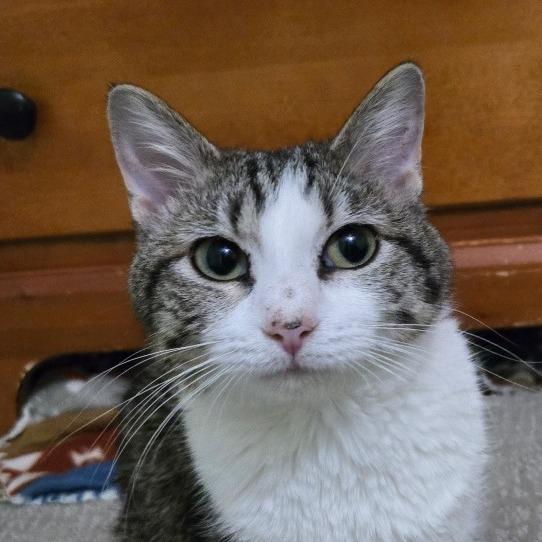 Gertrude, a Adoptable Domestic Short Hair in Grand Rapids, MN image 3/6