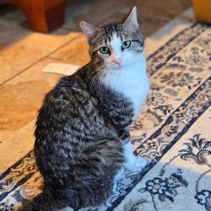 Enlarge Gertrude, a Adoptable Domestic Short Hair in Grand Rapids, MN image 4/6