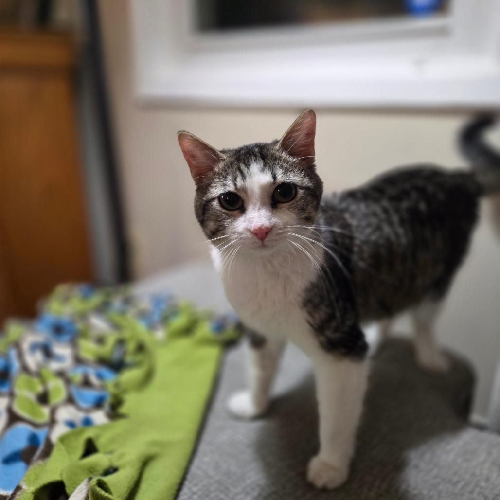 Gertrude, a Adoptable Domestic Short Hair in Grand Rapids, MN image 6/6
