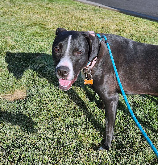 Malone, Adoptable, Young Male Pit Bull Terrier.