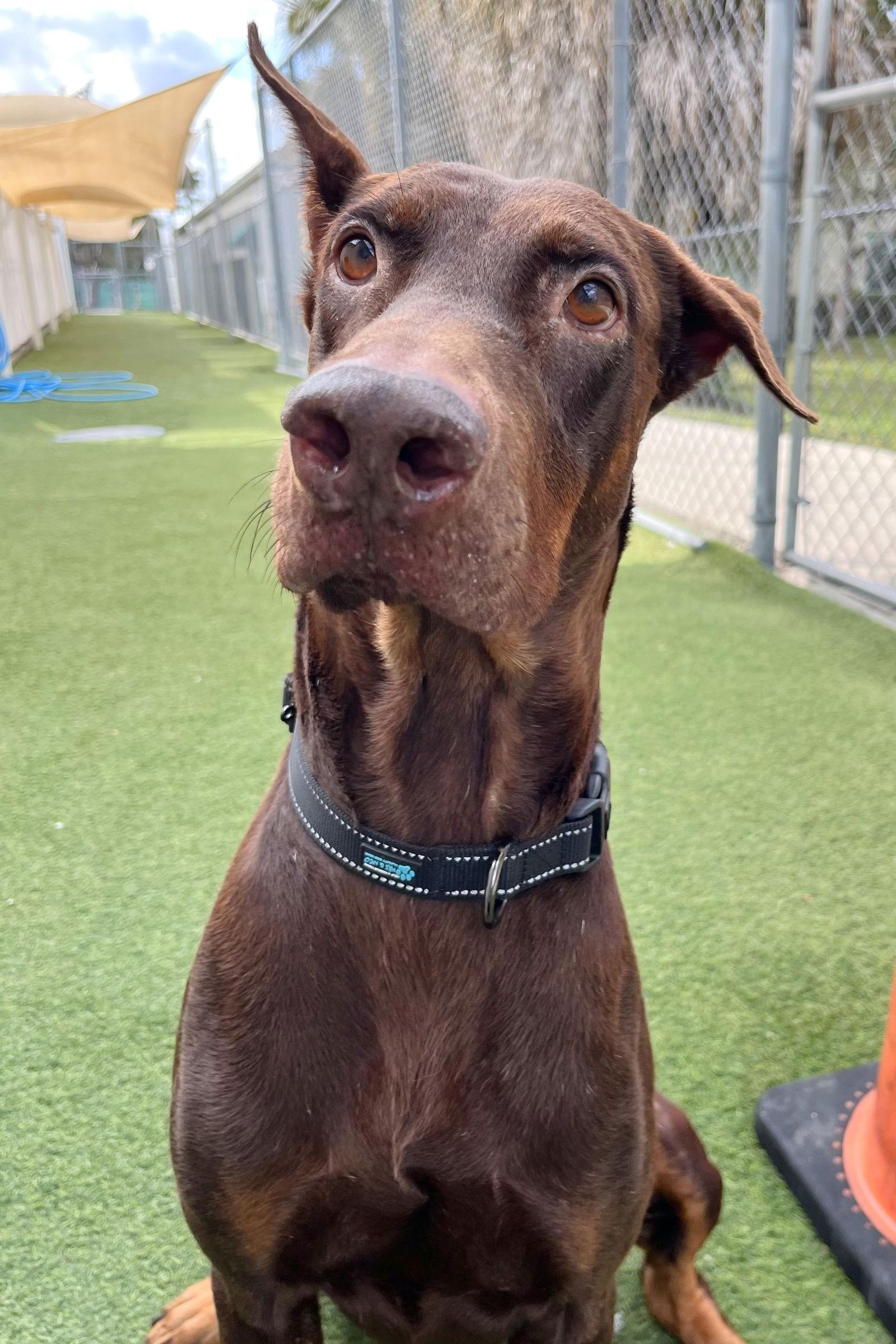 Enlarge Pickles 3520, a Adoptable Doberman Pinscher in Oakland Park, FL image 1/2