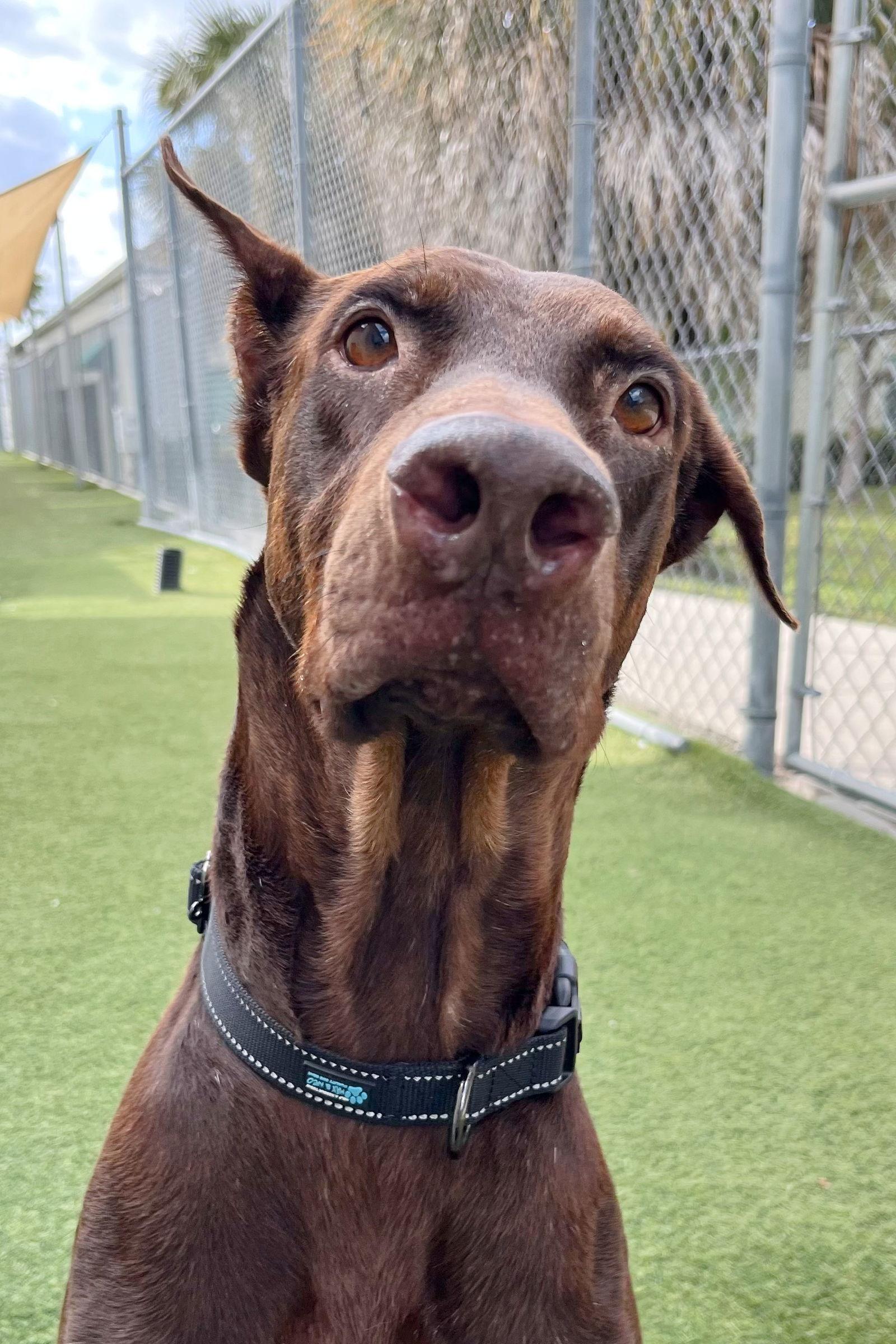 Enlarge Pickles 3520, a Adoptable Doberman Pinscher in Oakland Park, FL image 2/2