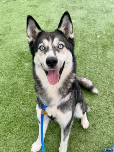 Enlarge SHIMMER, a Adoptable Siberian Husky in Chatsworth, CA image 1/1