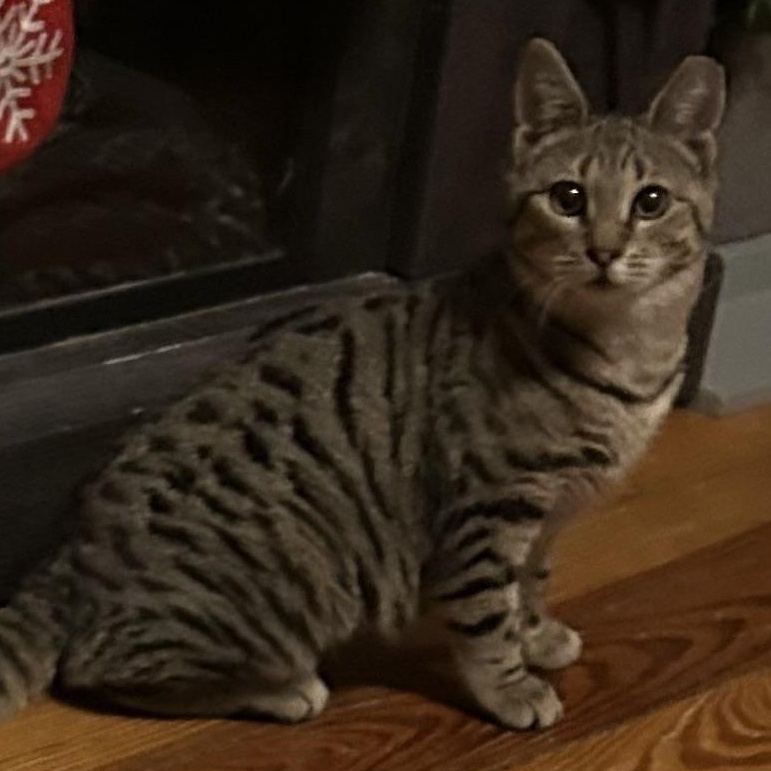 Enlarge Cam, an adopted Tabby in Bayonne, NJ image 3/3