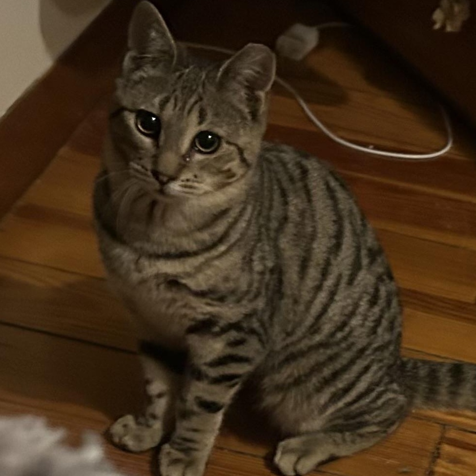 Enlarge Cam, an adopted Tabby in Bayonne, NJ image 1/3