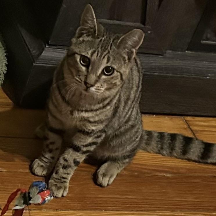 Enlarge Cam, an adopted Tabby in Bayonne, NJ image 2/3