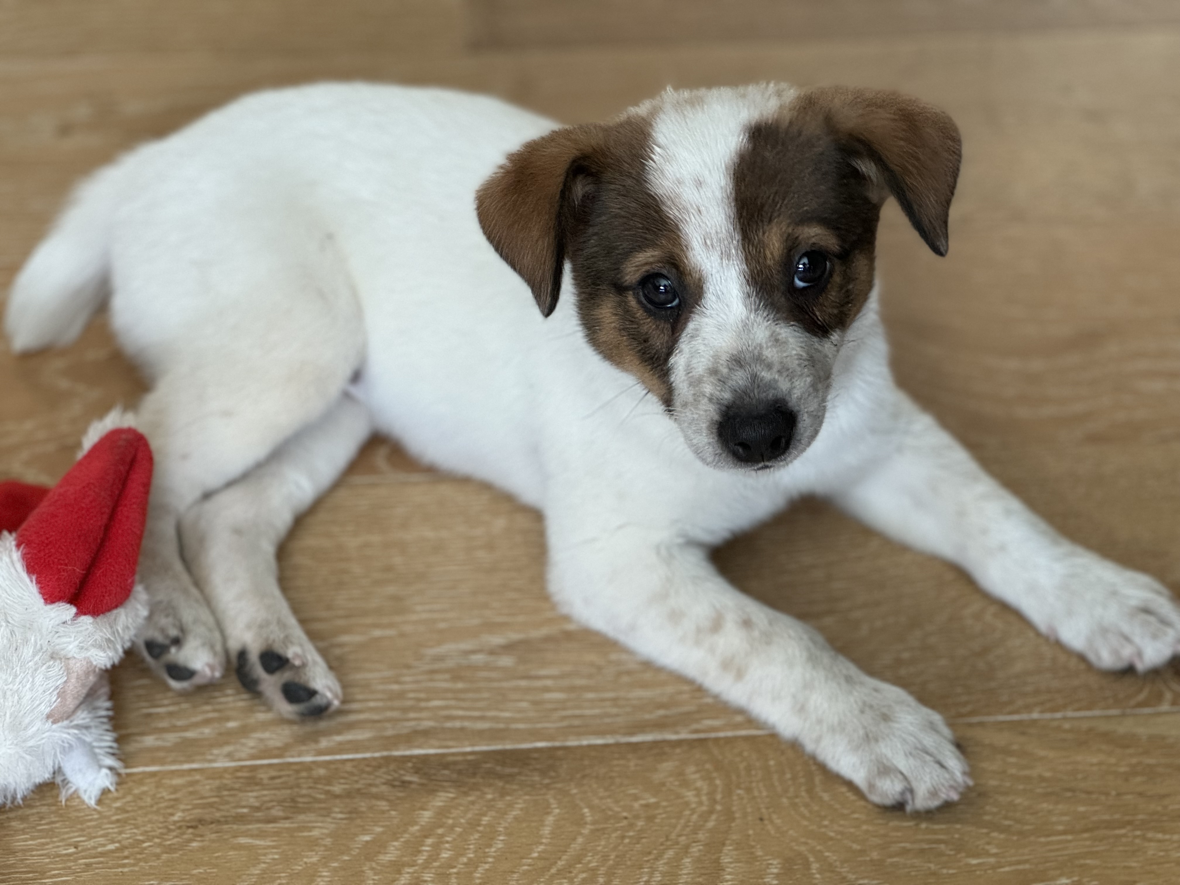 David Foster, an adopted Australian Cattle Dog / Blue Heeler & Jack Russell Terrier Mix in McDonough, GA_image-1
