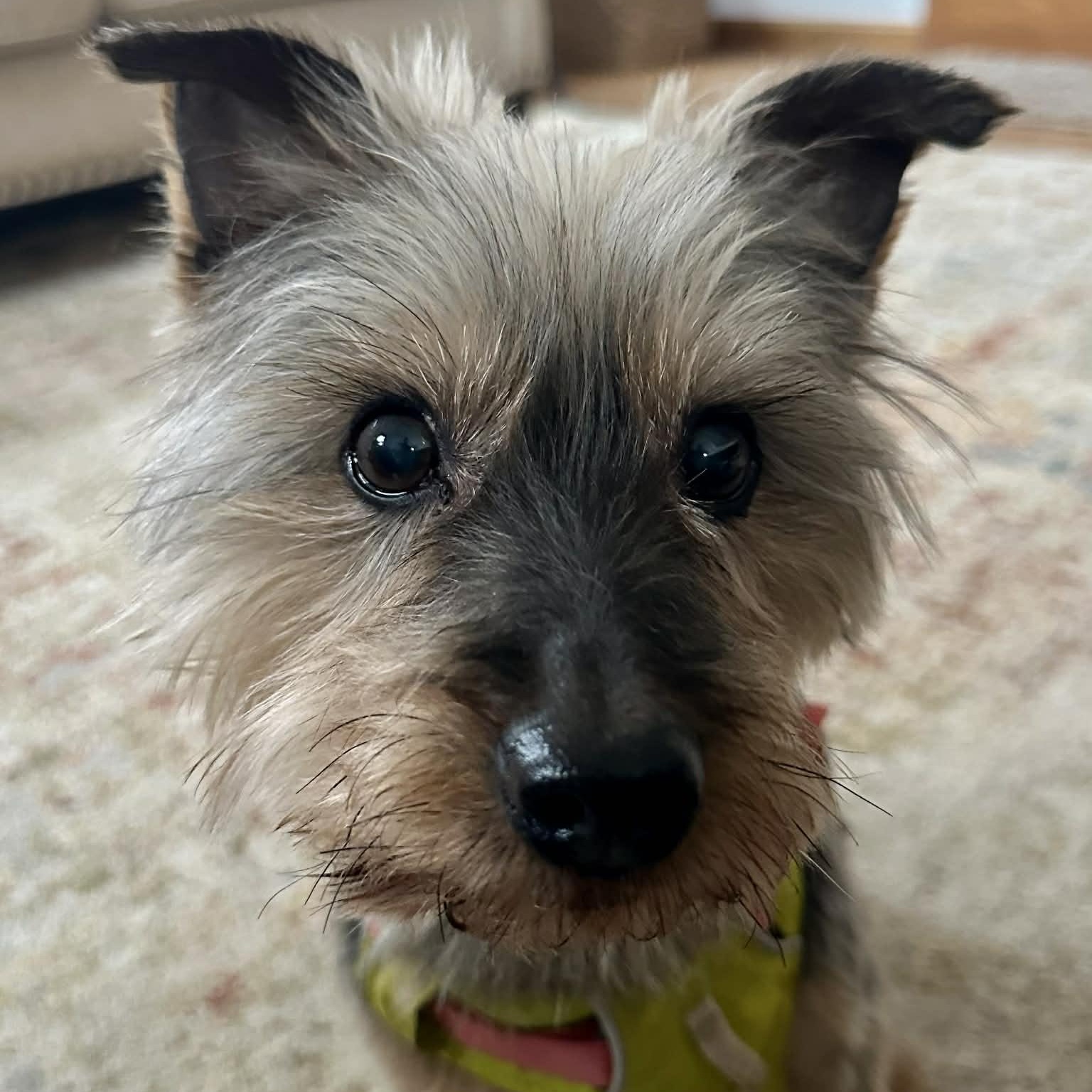 Enlarge Oscar, a ADOPTABLE mixed breed in Cherry Hill, NJ image 3/6