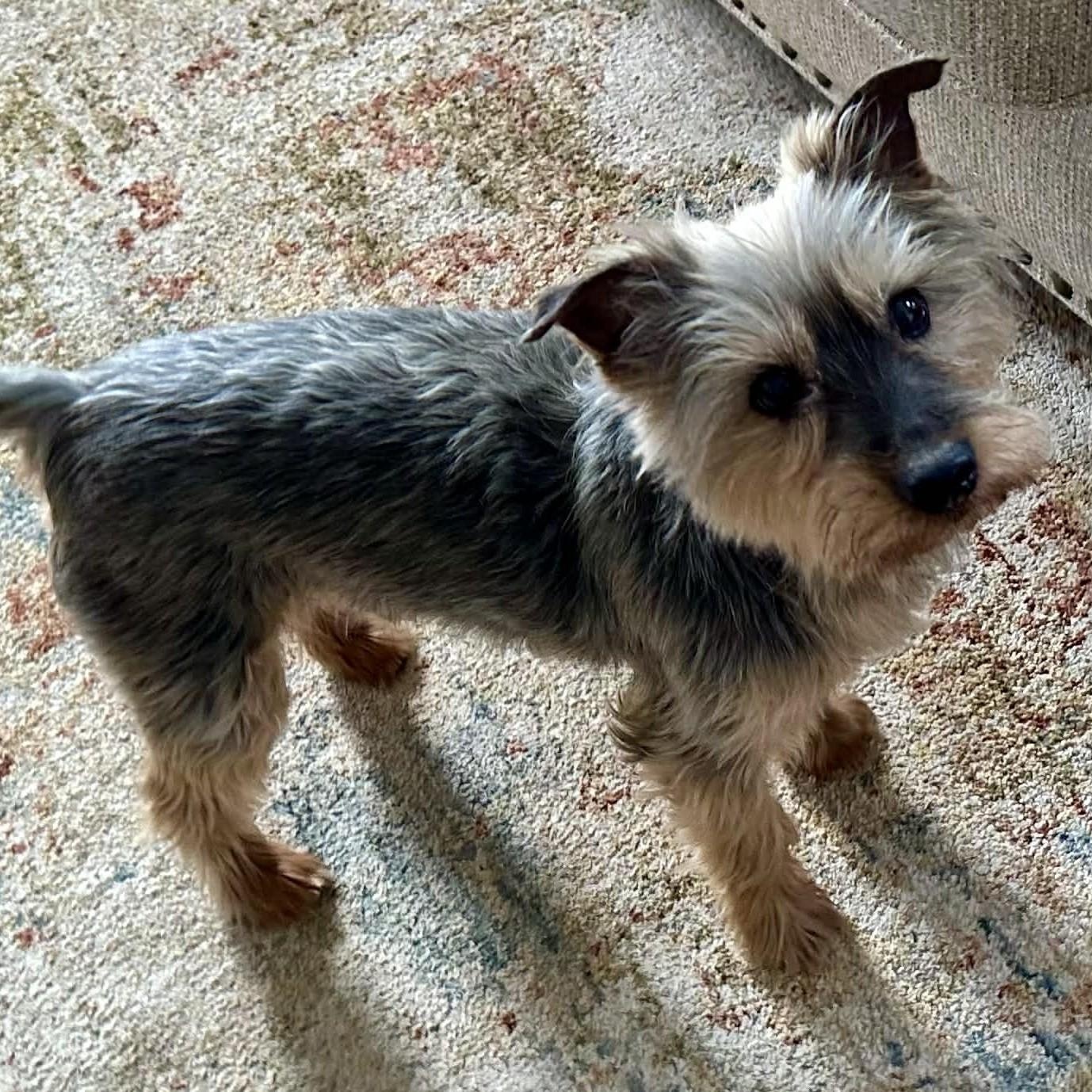 Enlarge Oscar, a ADOPTABLE mixed breed in Cherry Hill, NJ image 6/6