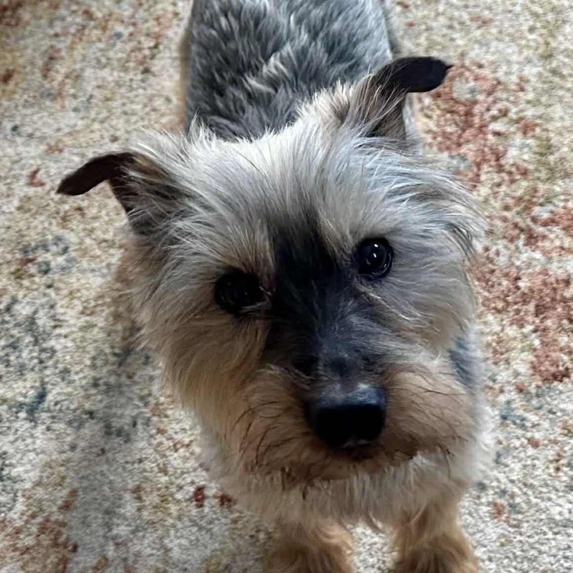 Enlarge Oscar, a ADOPTABLE mixed breed in Cherry Hill, NJ image 5/6