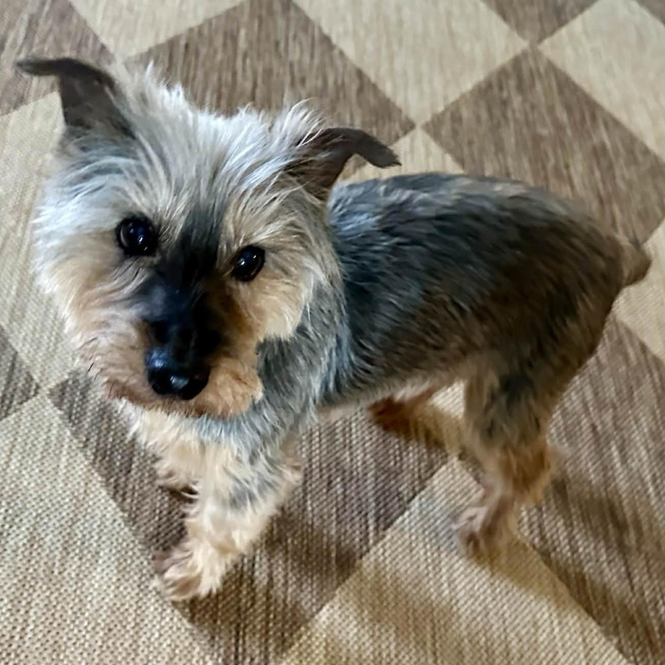 Enlarge Oscar, a ADOPTABLE mixed breed in Cherry Hill, NJ image 2/6