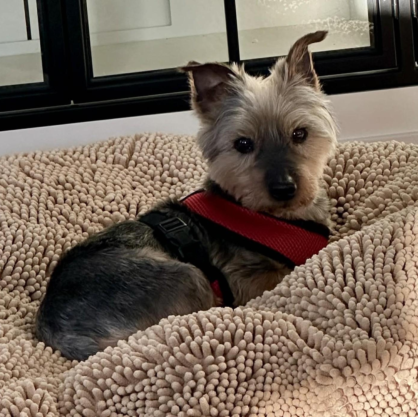 Enlarge Oscar, a ADOPTABLE mixed breed in Cherry Hill, NJ image 4/6