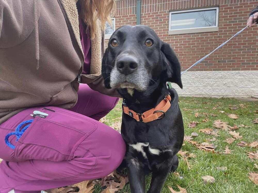 Renny - Bonded with Ginny, Adoptable, Adult Female Labrador Retriever & Basset Hound.