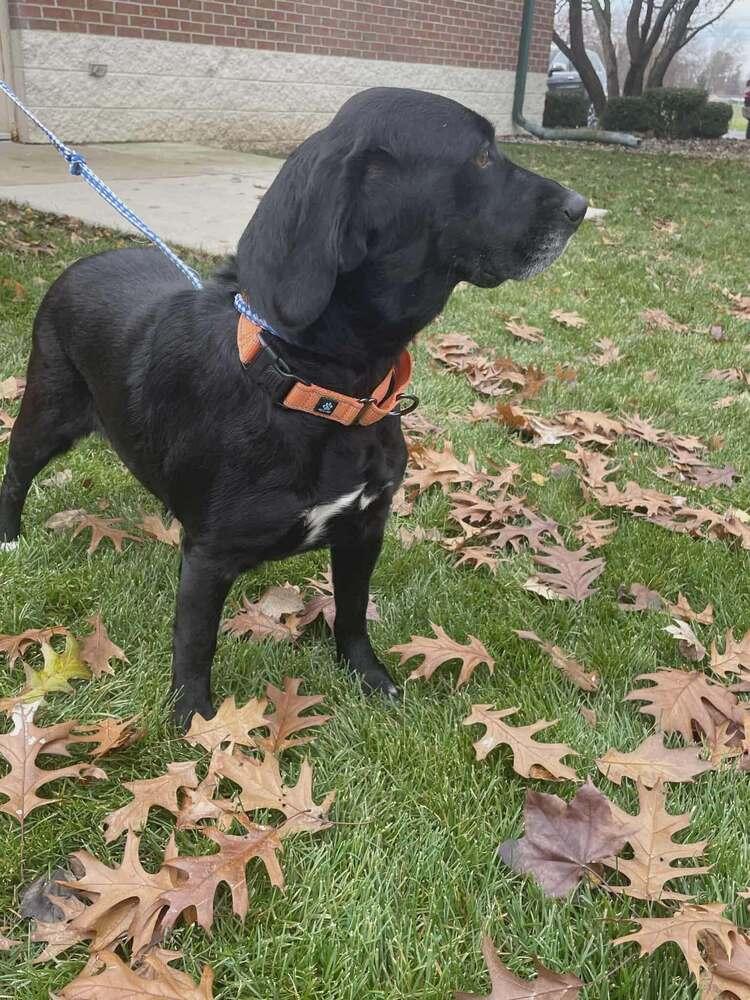 Renny - Bonded with Ginny, a Adoptable mixed breed in Elkhart , IN image 2/2