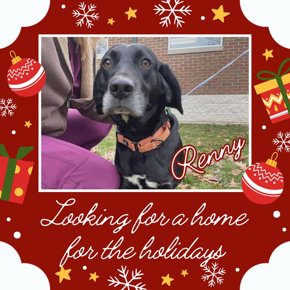 Enlarge Renny - Bonded with Ginny - Pending Adoption, a Adoptable mixed breed in Elkhart , IN image 3/3
