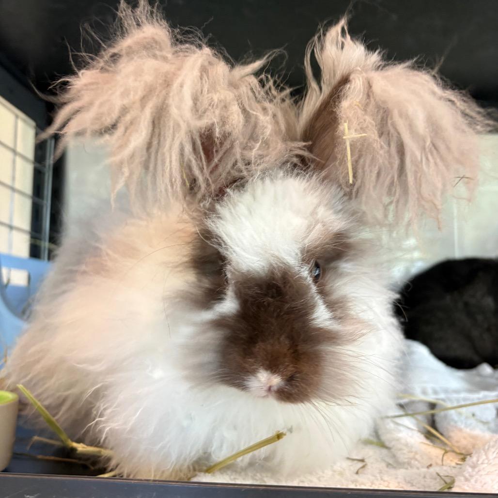 Enlarge Lotus(bonded to Moochie), a Adoptable Angora Rabbit in West Des Moines, IA image 1/1