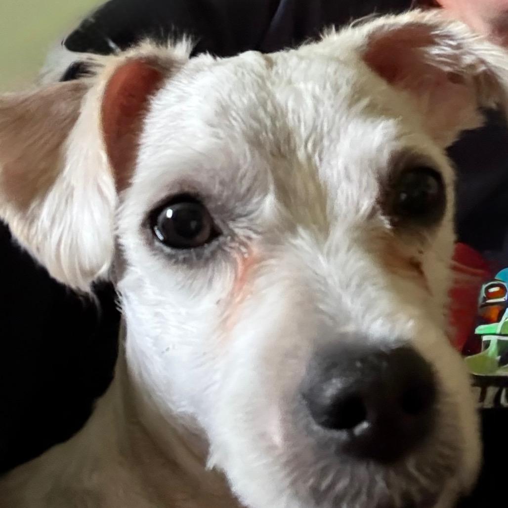 Lee, Adoptable, Young Male Miniature Poodle.