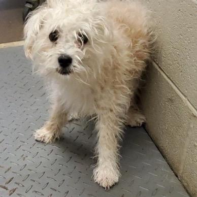 Lee, a Adoptable Miniature Poodle in Saint John, IN image 2/4
