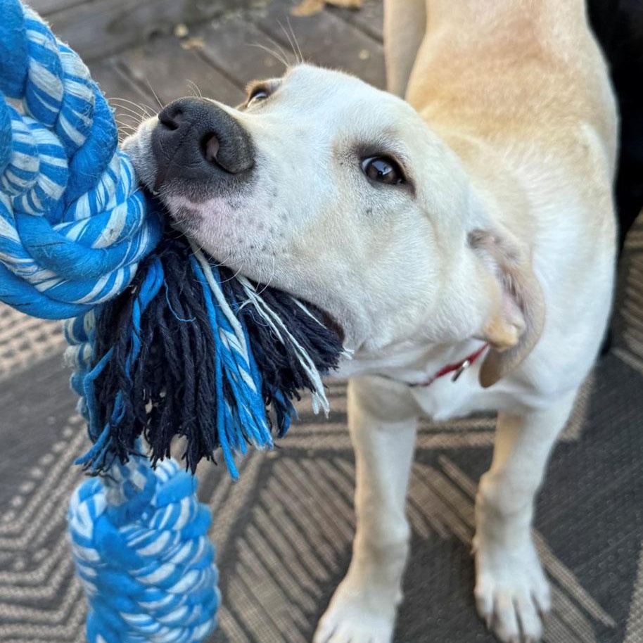 Enlarge Maggie, a Adoptable mixed breed in San Francisco, CA image 1/5