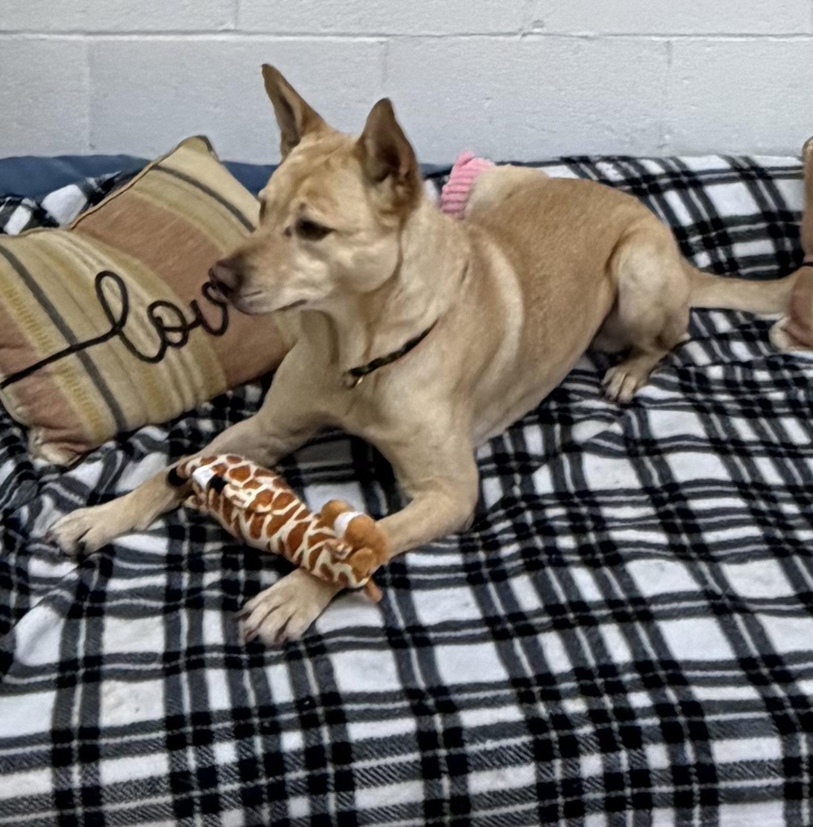 Enlarge Groot, a Adoptable mixed breed in York, SC image 1/3