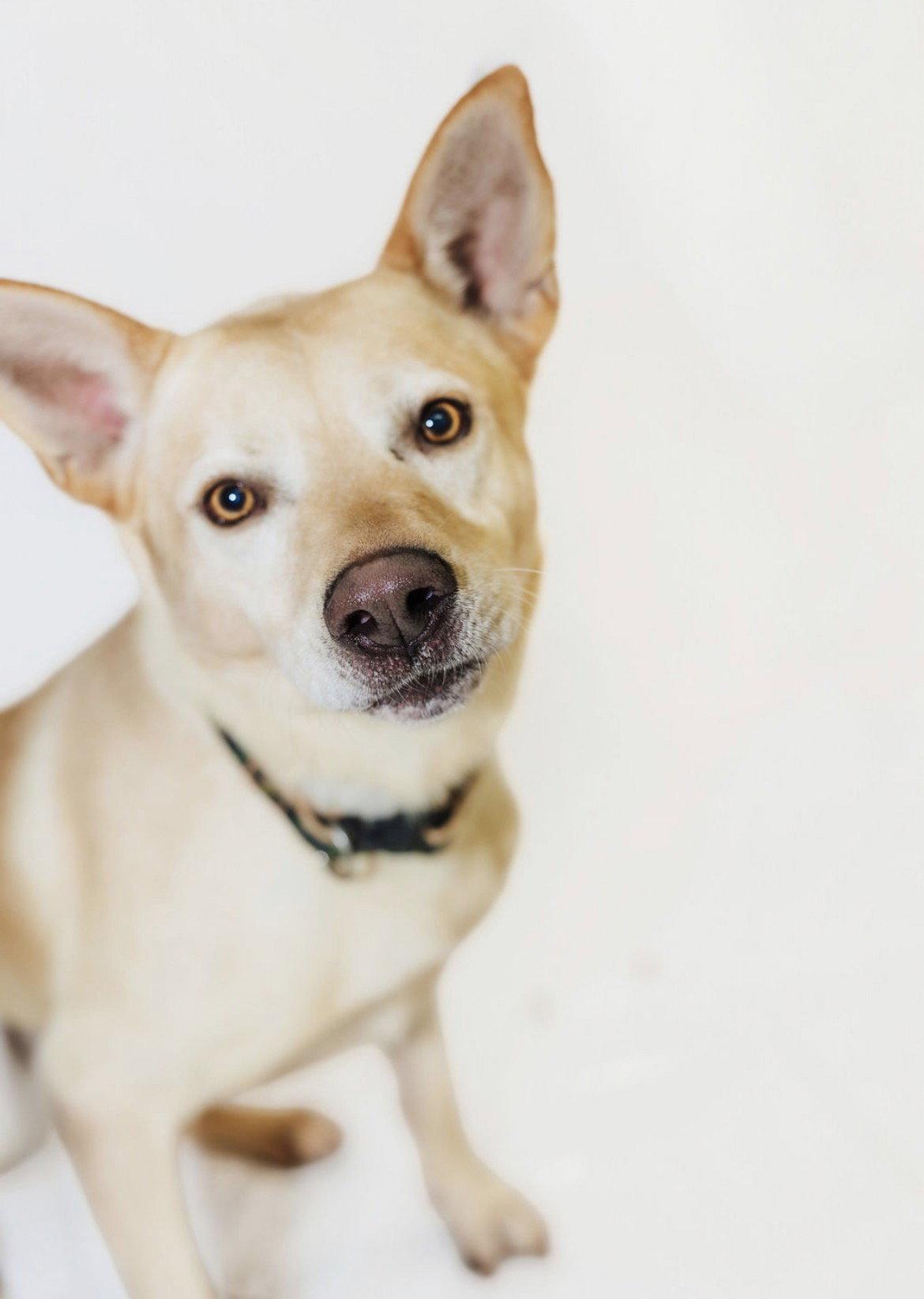 Enlarge Groot, a Adoptable mixed breed in York, SC image 2/3