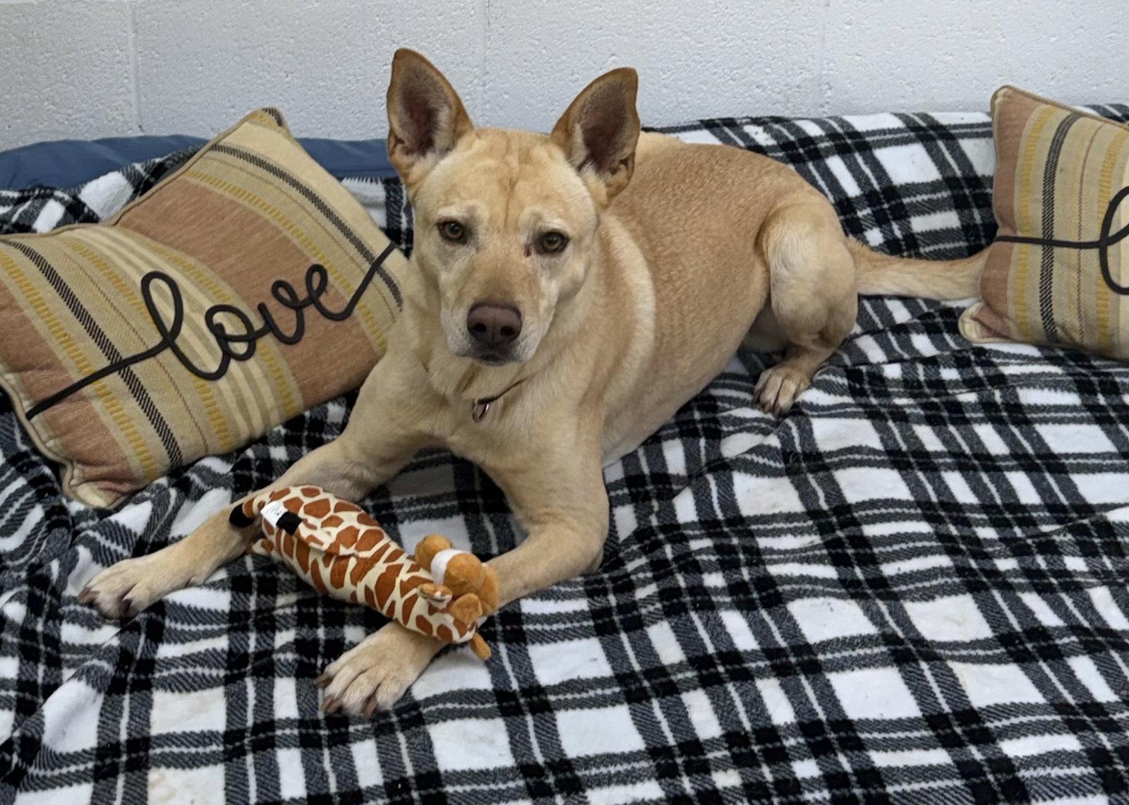Enlarge Groot, a Adoptable mixed breed in York, SC image 3/3