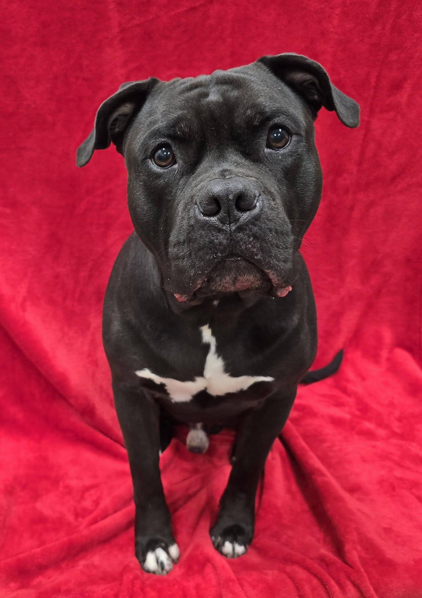 Enlarge Calzone, a ADOPTABLE mixed breed in Frankfort, IN image 4/5
