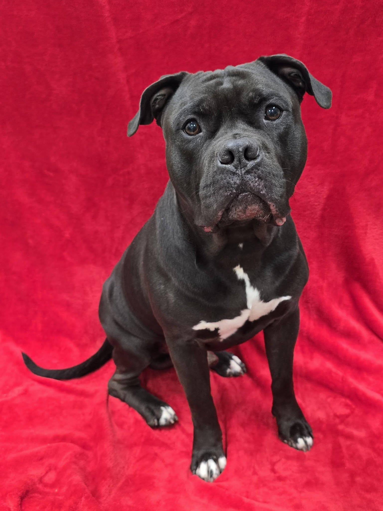 Enlarge Calzone, a ADOPTABLE mixed breed in Frankfort, IN image 3/5