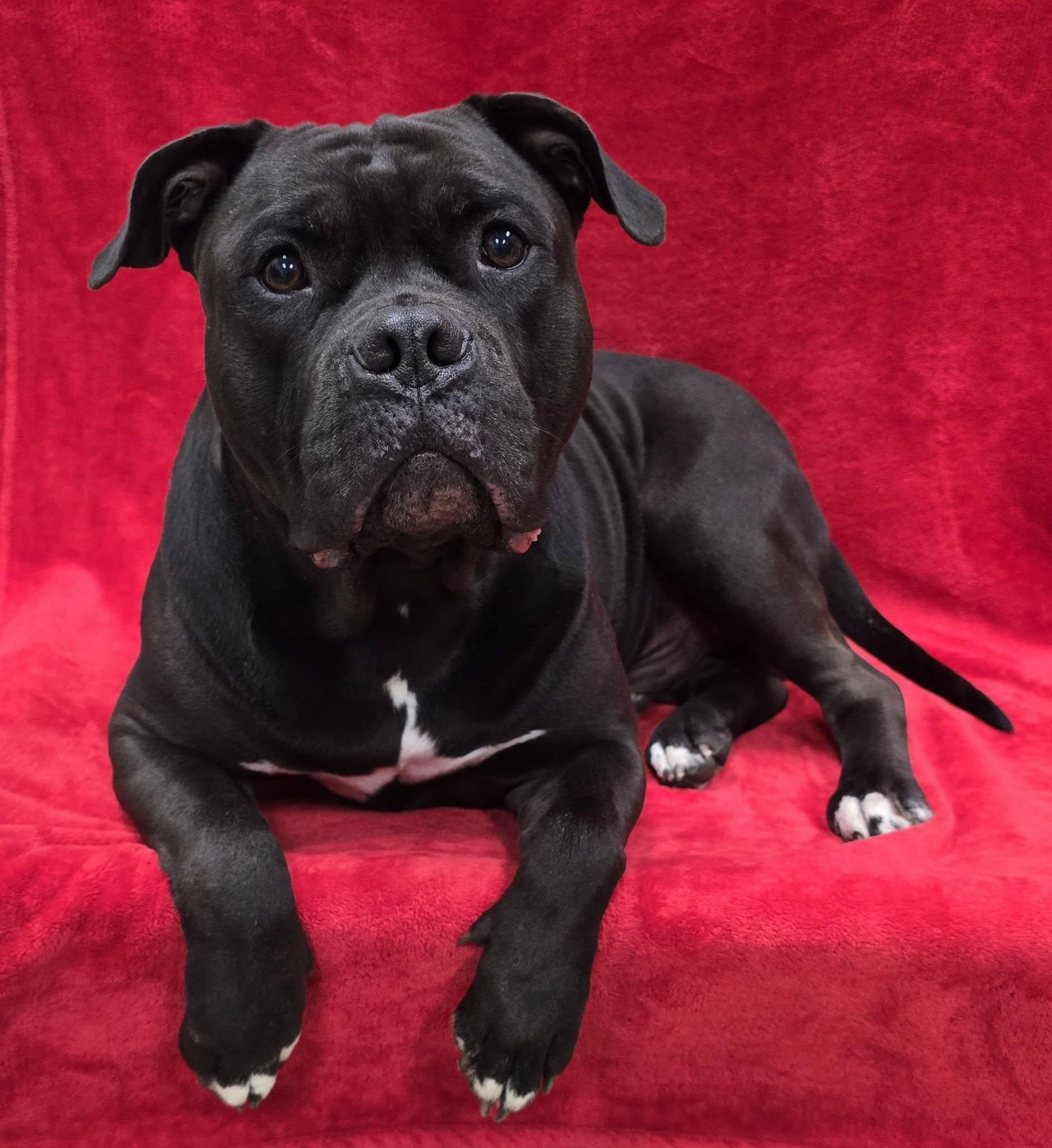 Enlarge Calzone, a ADOPTABLE mixed breed in Frankfort, IN image 5/5