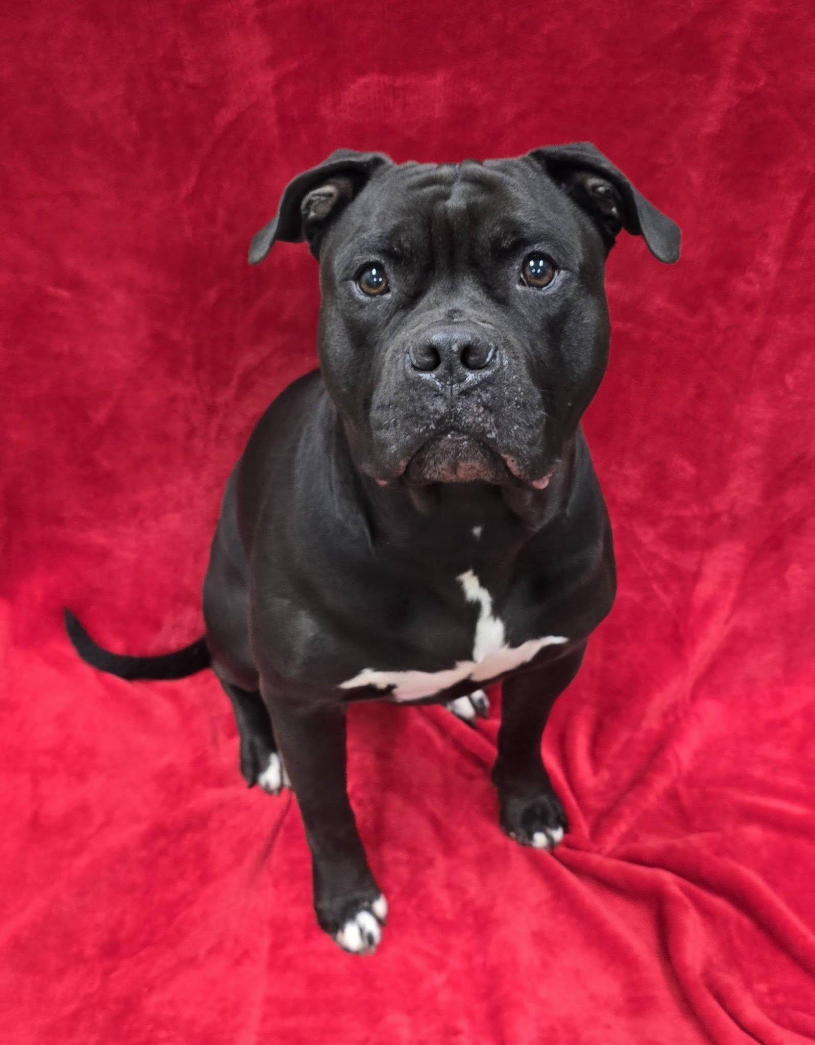 Enlarge Calzone, a ADOPTABLE mixed breed in Frankfort, IN image 2/5