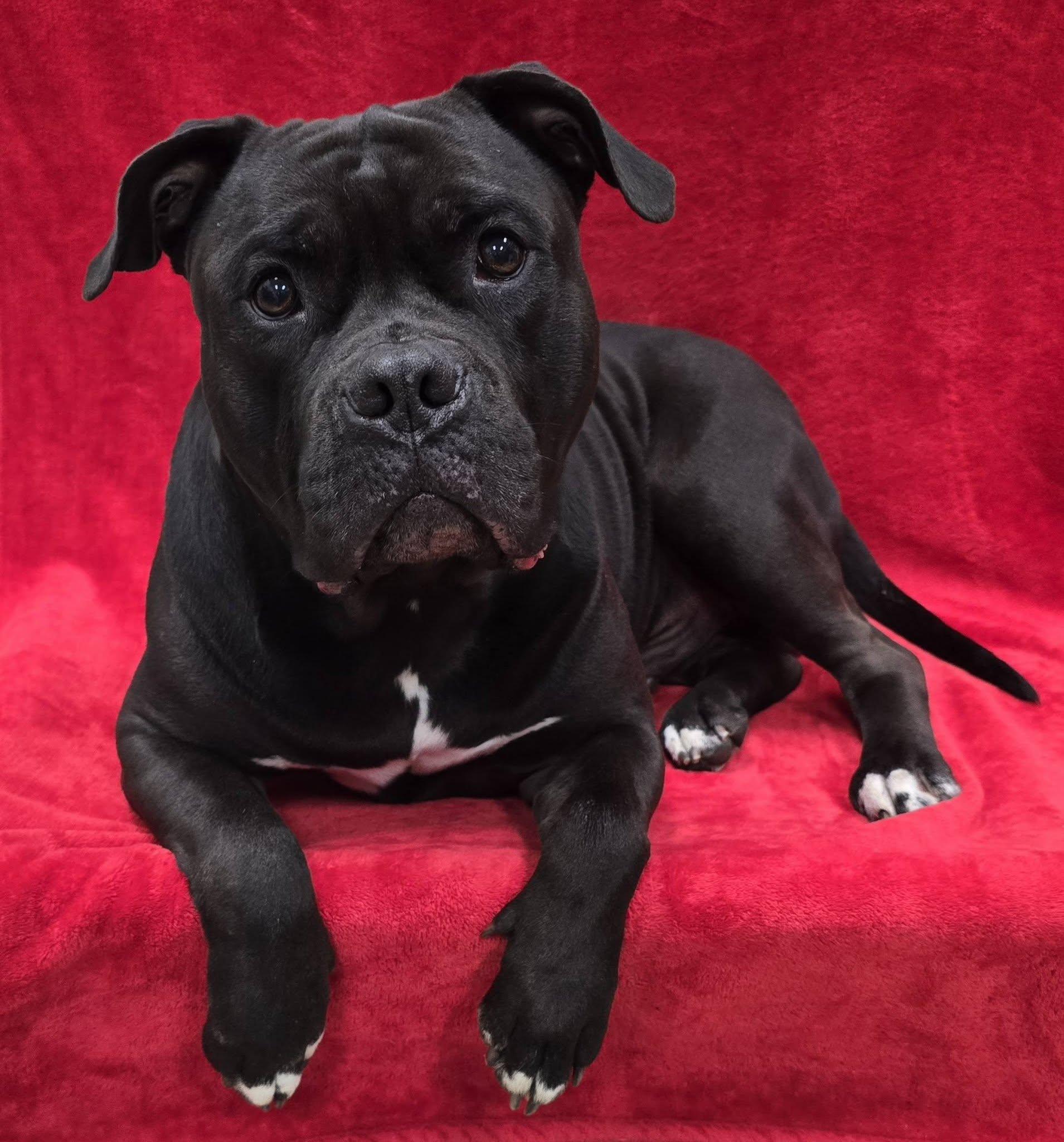 Calzone, ADOPTABLE, Adult Male American Staffordshire Terrier.