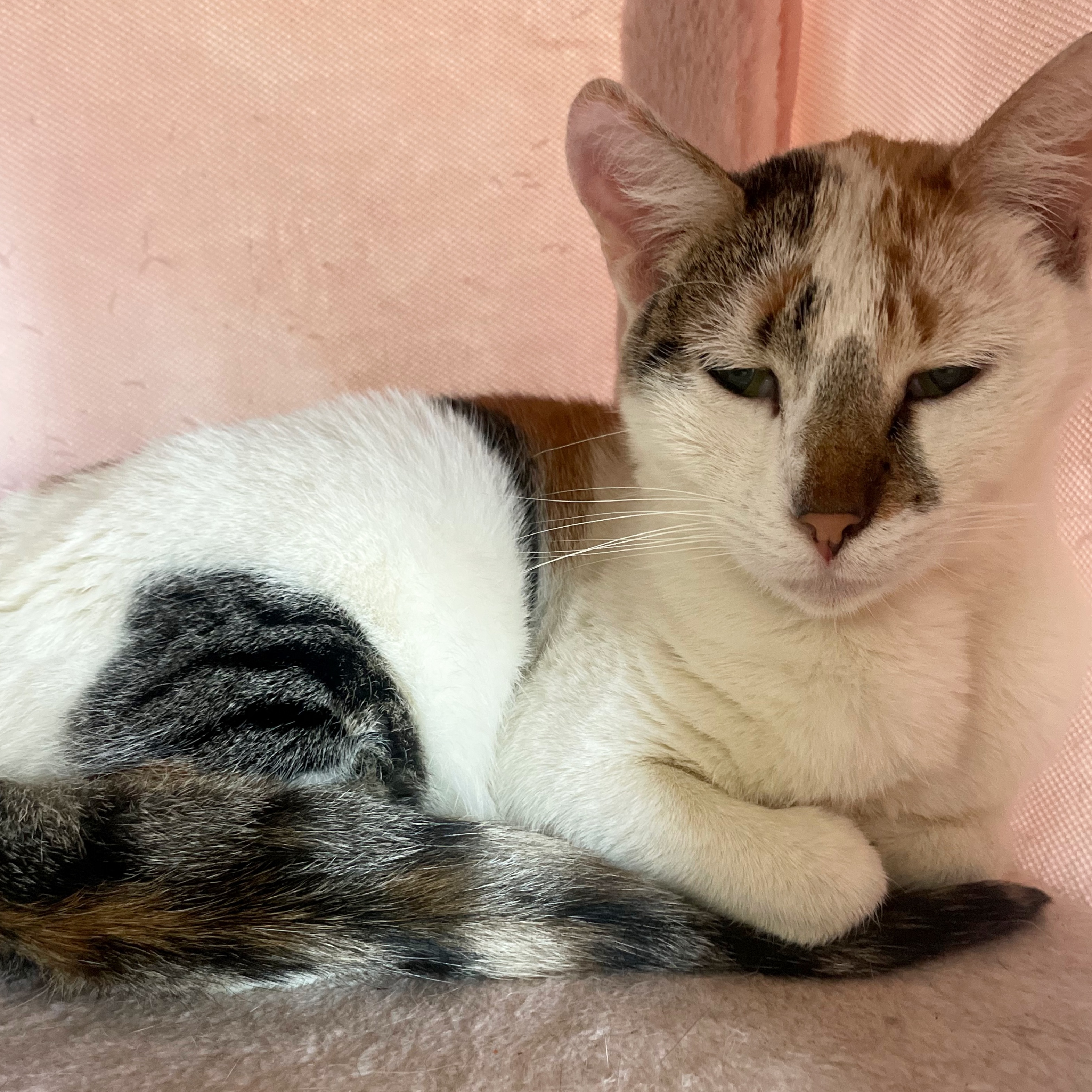 Callie, Adopted, Adult Female Domestic Medium Hair.