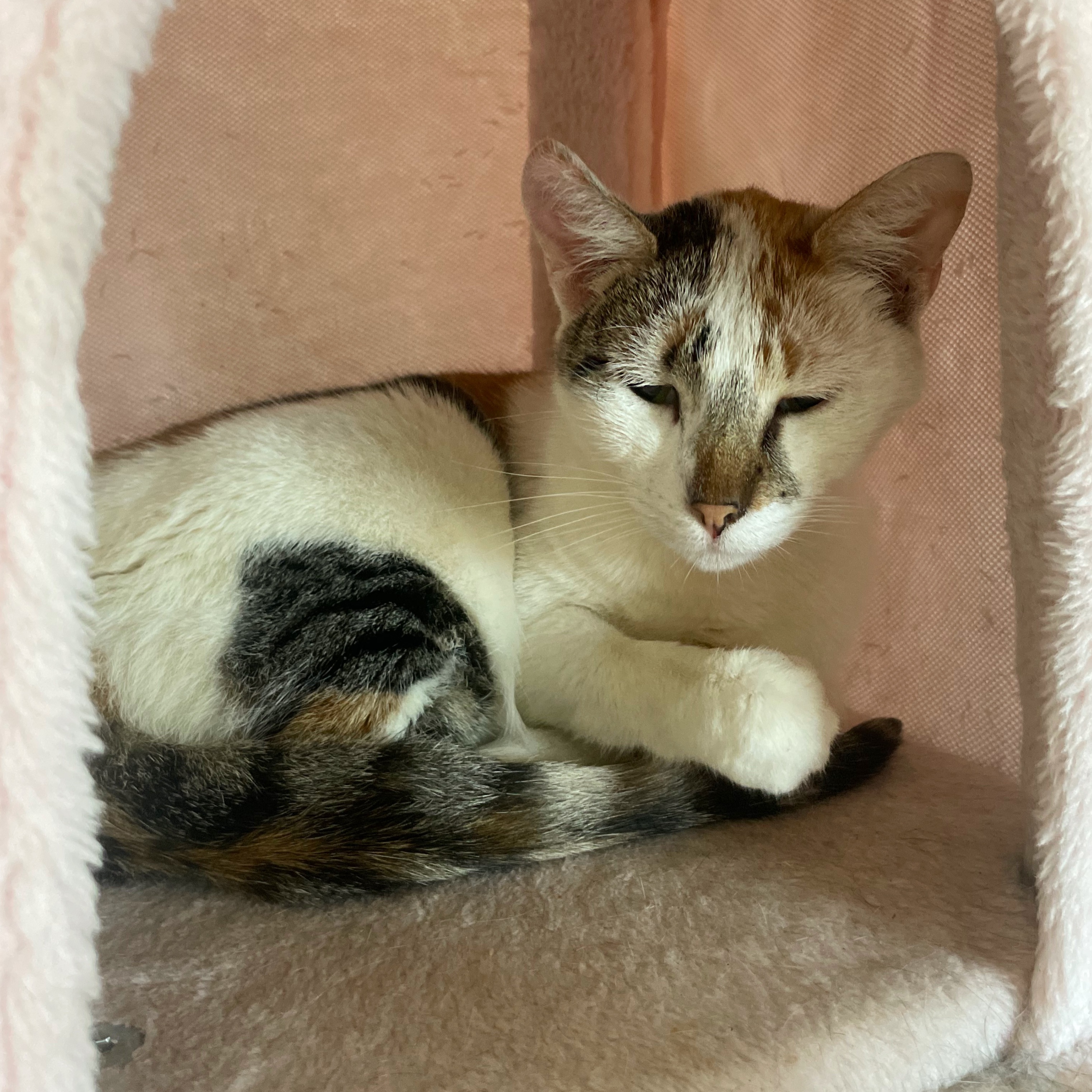 Callie, a Adopted Domestic Medium Hair in hawthorne, CA image 3/3