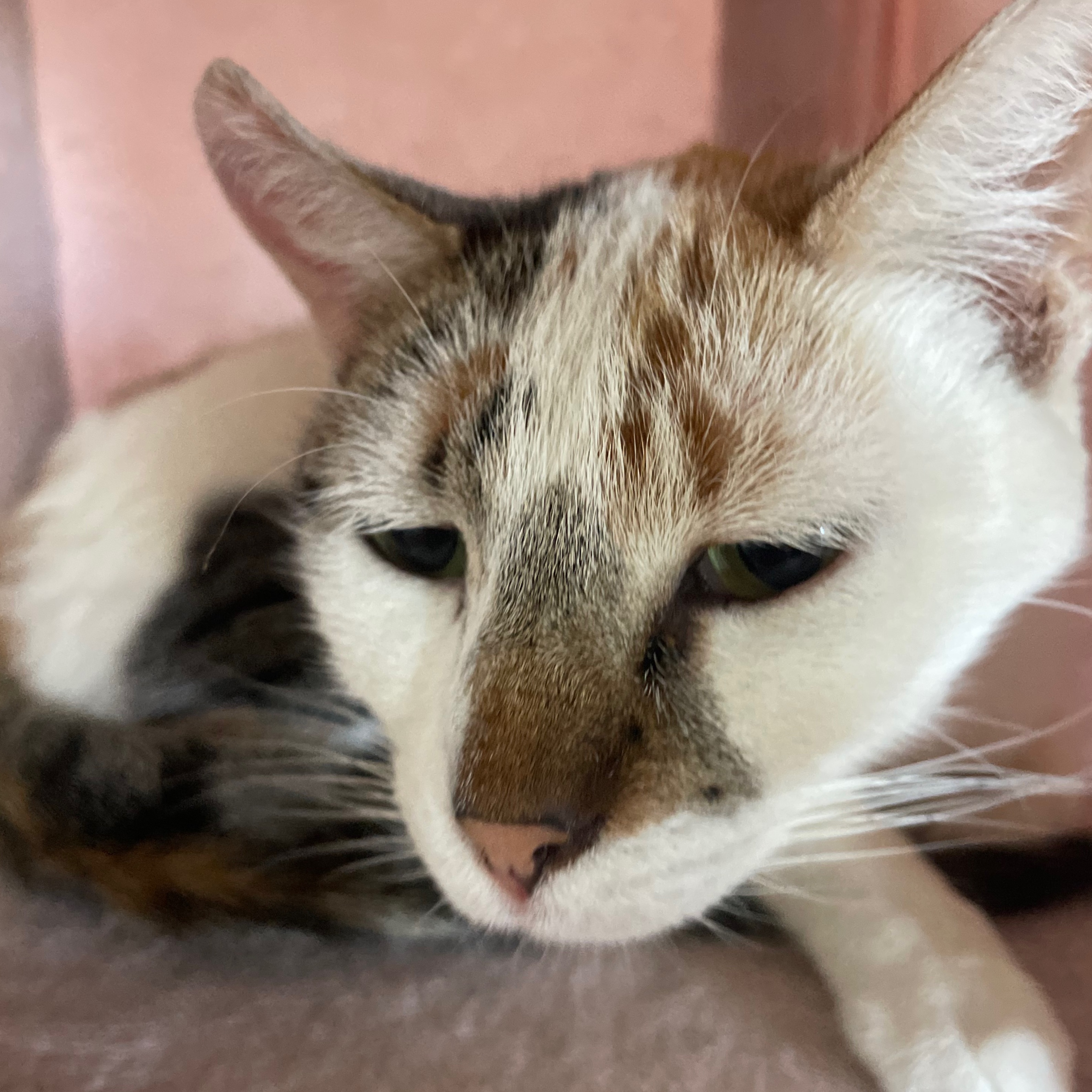 Callie, a Adopted Domestic Medium Hair in hawthorne, CA image 2/3