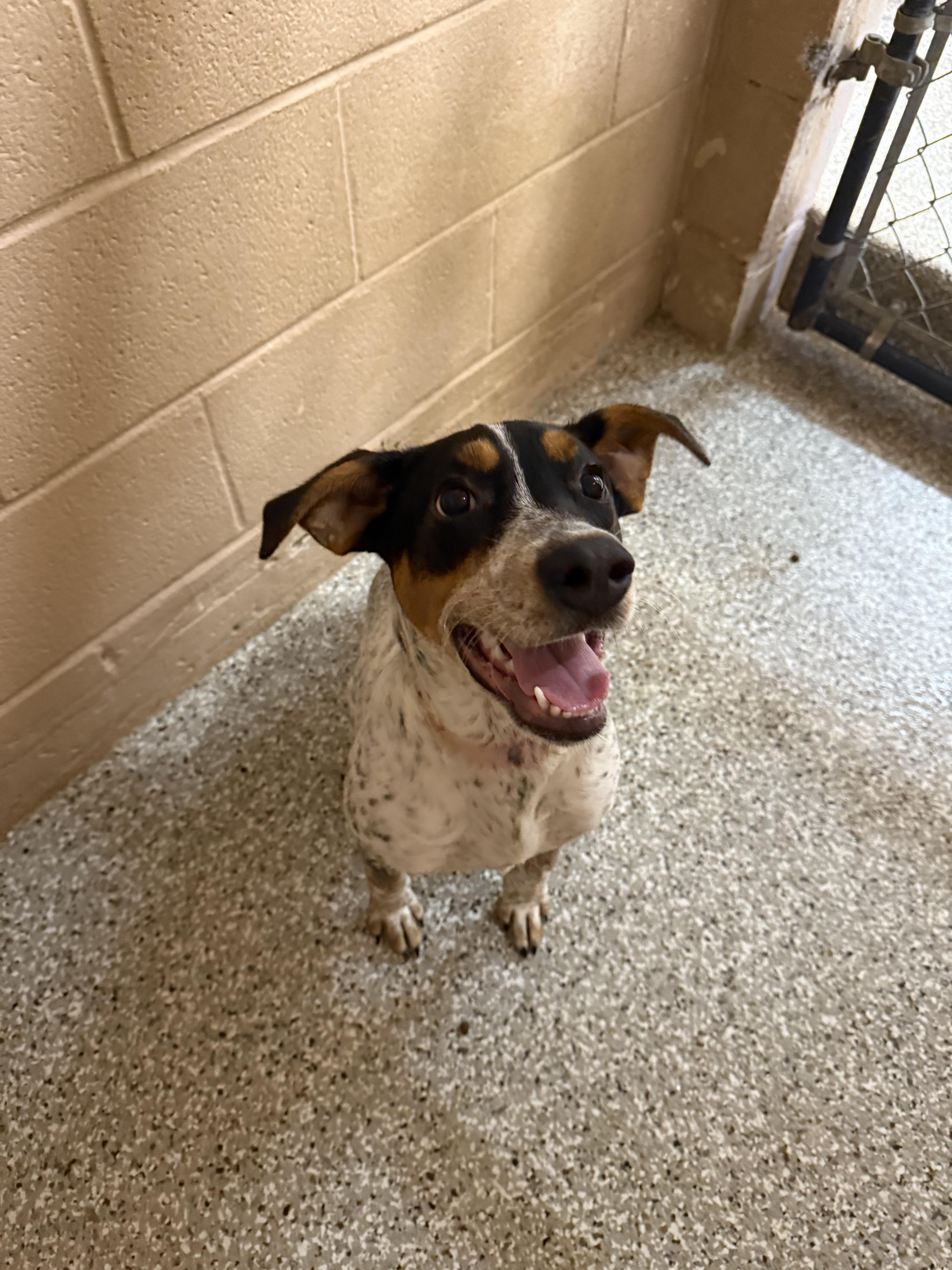 Lucy, adopted, Puppy Female Mixed Breed.