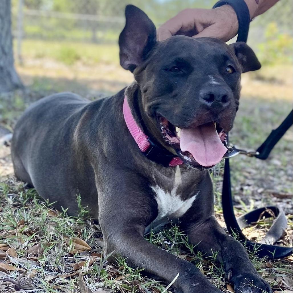 Sicily, Adoptable, Adult Female Shar-Pei & Pit Bull Terrier.
