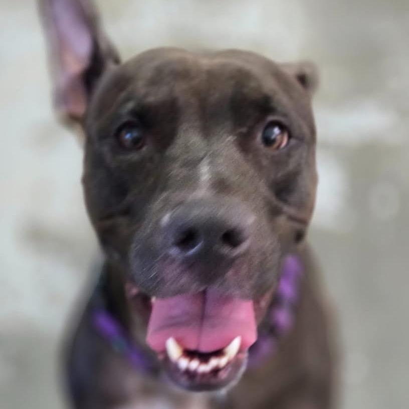 Enlarge Sicily, a Adoptable mixed breed in Sarasota, FL image 2/6