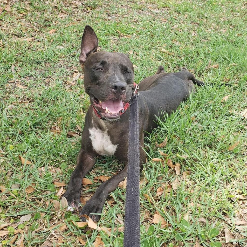 Sicily, Adoptable, Adult Female Shar-Pei & Pit Bull Terrier.