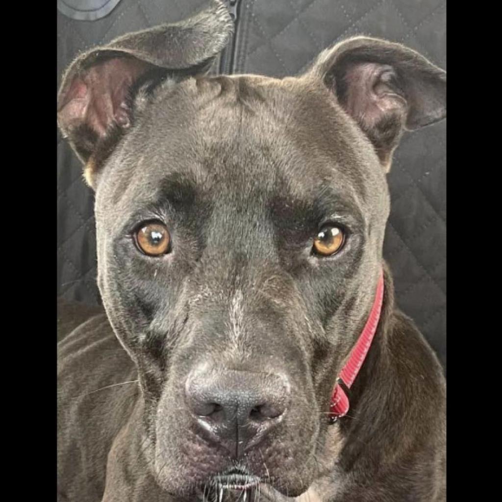 Enlarge Sicily, a Adoptable mixed breed in Sarasota, FL image 4/6