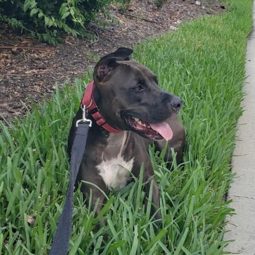 Enlarge Sicily, a Adoptable mixed breed in Sarasota, FL image 2/6