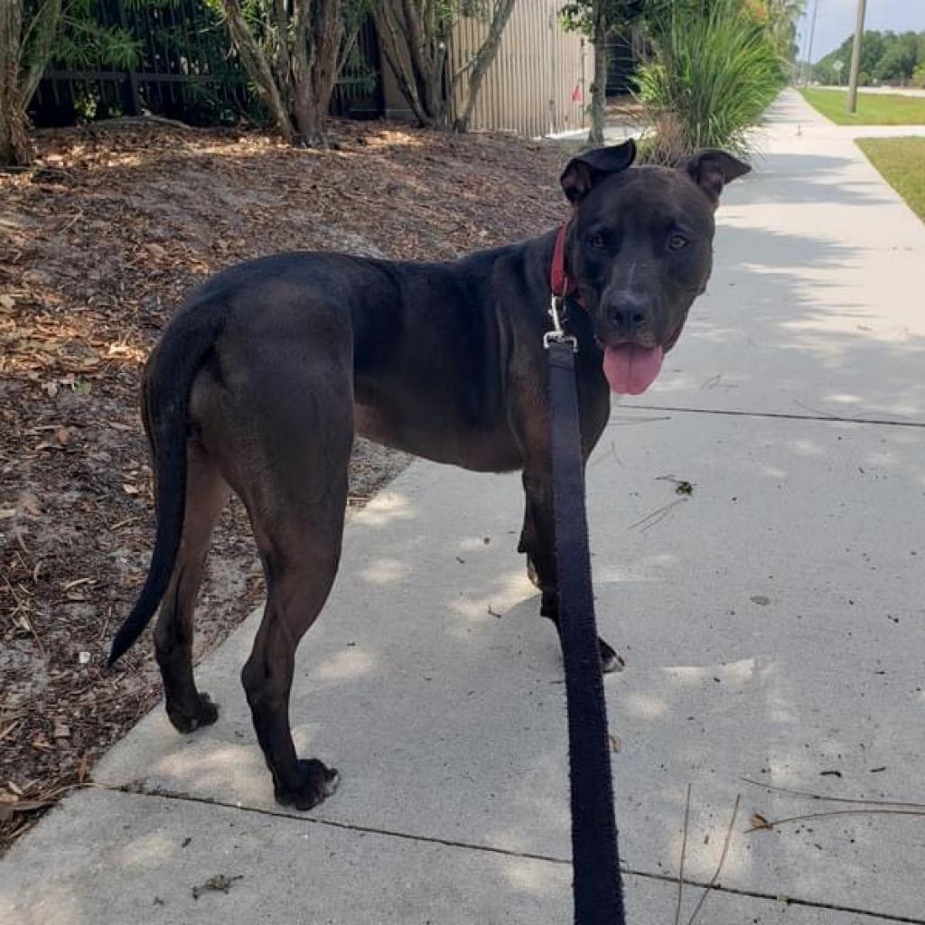 Enlarge Sicily, a Adoptable mixed breed in Sarasota, FL image 3/6