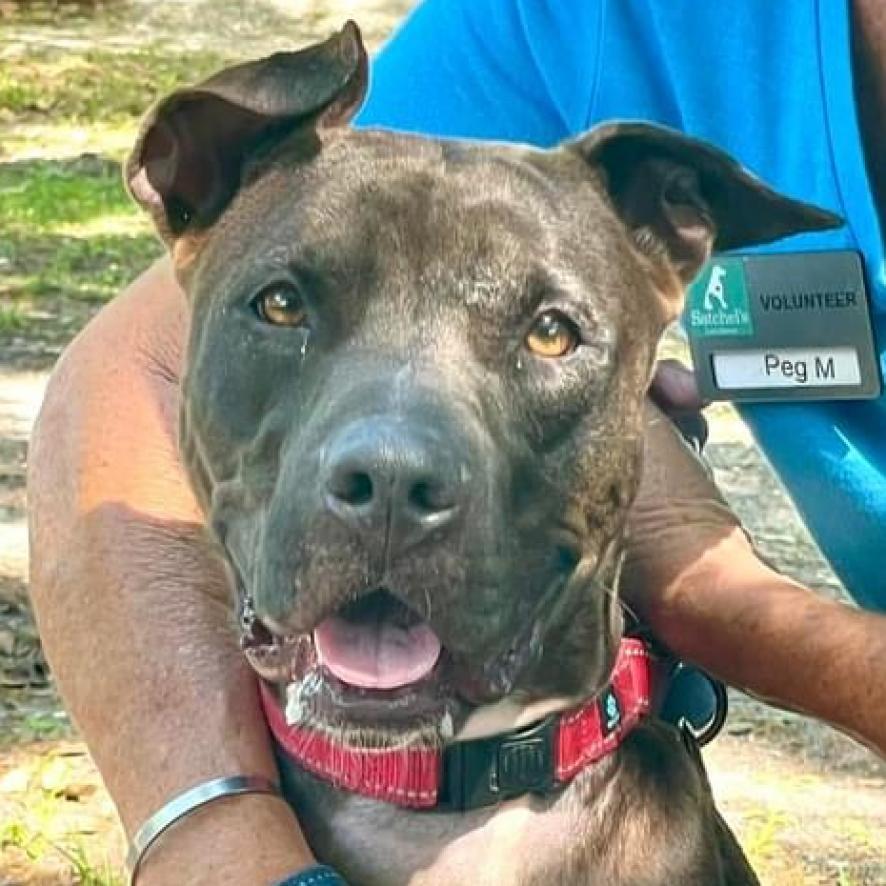 Enlarge Sicily, a Adoptable mixed breed in Sarasota, FL image 4/6