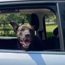 Enlarge Sicily, a Adoptable mixed breed in Sarasota, FL image 5/6