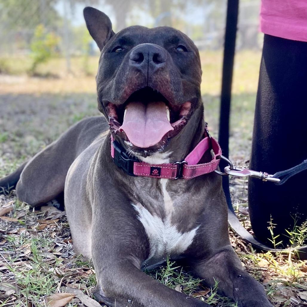 Enlarge Sicily, a Adoptable mixed breed in Sarasota, FL image 6/6