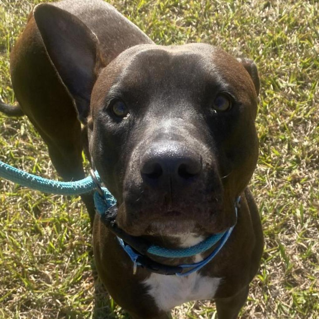 Enlarge Sicily, a Adoptable mixed breed in Sarasota, FL image 6/6