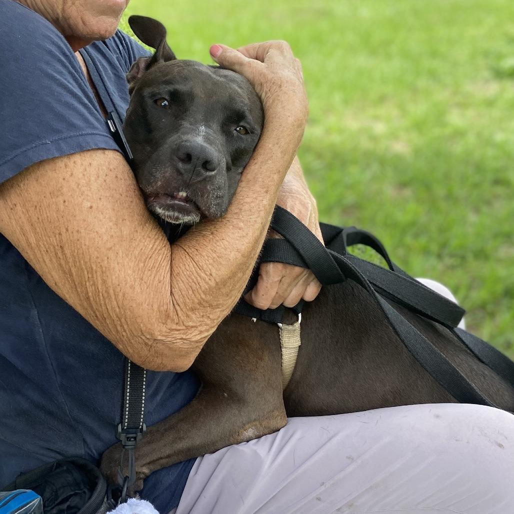 Sicily, a Adoptable mixed breed in Sarasota, FL image 6/6
