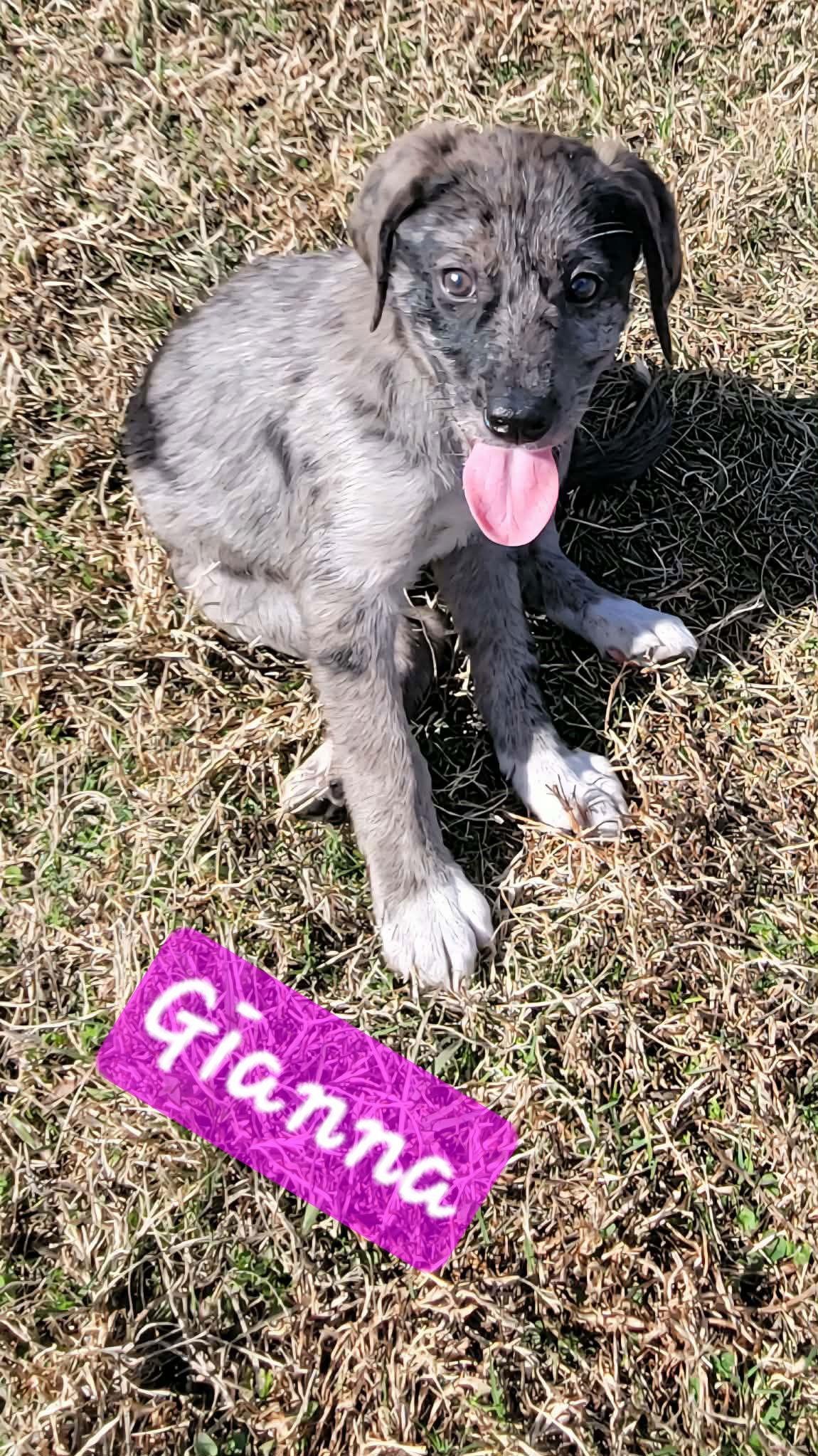 G litter, Adoptable, Puppy Female Australian Shepherd & Hound.